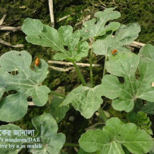 তরমুজের রেড পামকিন বিটল