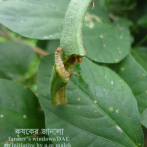 বরবটির ফল ছিদ্রকারী পোকা
