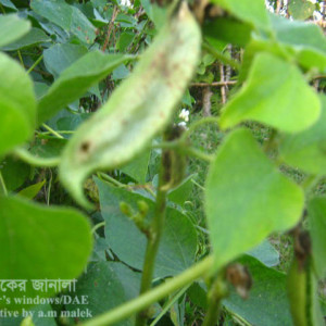 শিমের ফলছিদ্রকারী পোকা