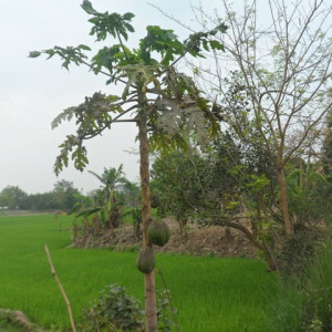 পেপের মিলিবাগ বা ছাতরা পোকা