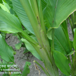 হলুদের গাছ ছিদ্রকারি পোকা