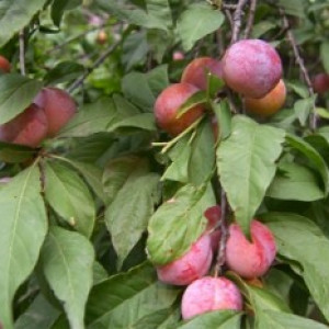 আলুবোখারা