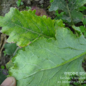 ওলকপির ইয়োলো মোজাইক রোগ