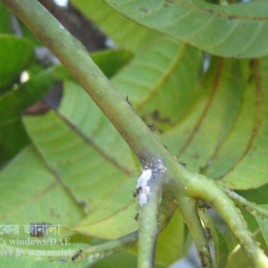 আমের মিলিবাগ