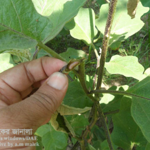 বেগুনের ডগা ও ফল ছিদ্রকারী পোকা