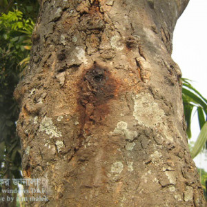 কাঁঠালের রস ঝরা রোগ