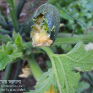 স্কোয়াশের মাছি পোকা